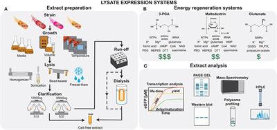 Bottom-Up Construction of Complex Biomolecular Systems With Cell-Free Synthetic Biology